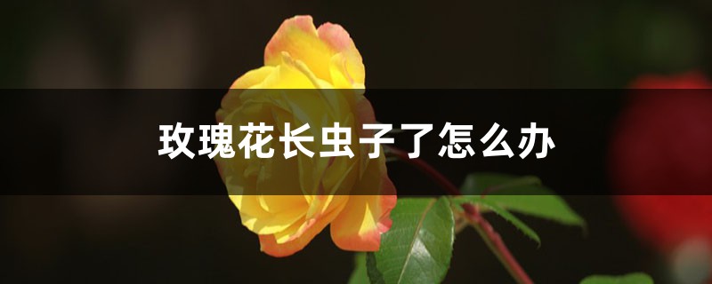 玫瑰花長蟲子了怎么辦