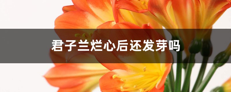 君子蘭爛心后還發(fā)芽嗎