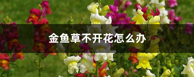 金魚草不開花怎么辦，怎么養(yǎng)爆盆