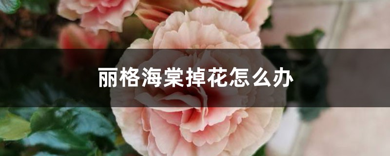 麗格海棠掉花怎么辦，為什么掉花苞