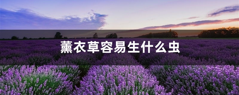 薰衣草容易生什么蟲，薰衣草生蟲怎么處理