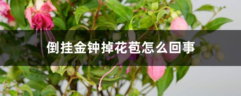 倒掛金鐘掉花苞怎么回事，怎么辦