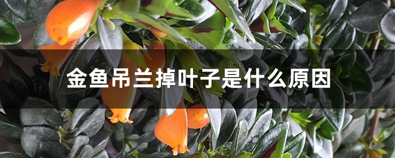 金魚吊蘭掉葉子是什么原因，怎樣補(bǔ)救