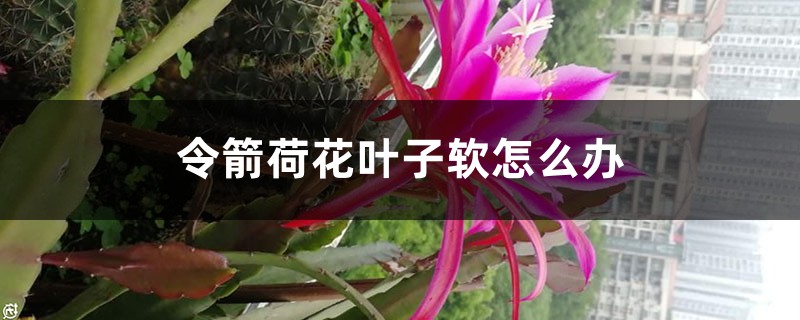 令箭荷花葉子軟怎么辦，葉子發(fā)蔫是怎么回事