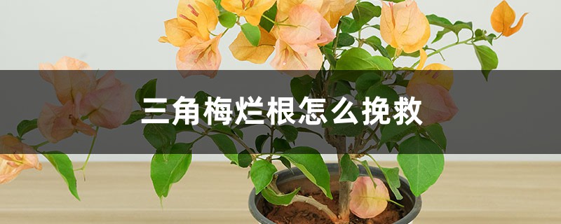 三角梅爛根怎么挽救