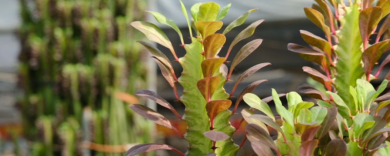 鎮(zhèn)宅辟邪什么綠植最好，什么植物招財擋煞氣