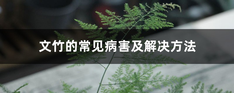 文竹的常見(jiàn)病害及解決方法