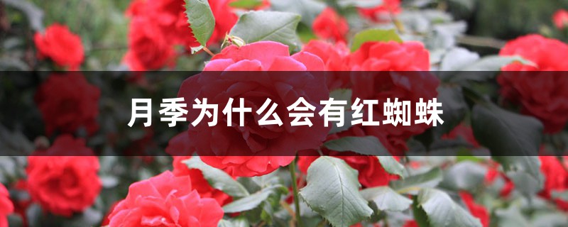 月季為什么會(huì)有紅蜘蛛