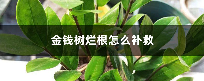 金錢樹爛根怎么補救，爛根不換土行嗎