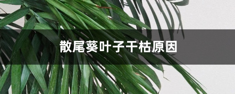 散尾葵葉子干枯原因，干枯后怎么處理