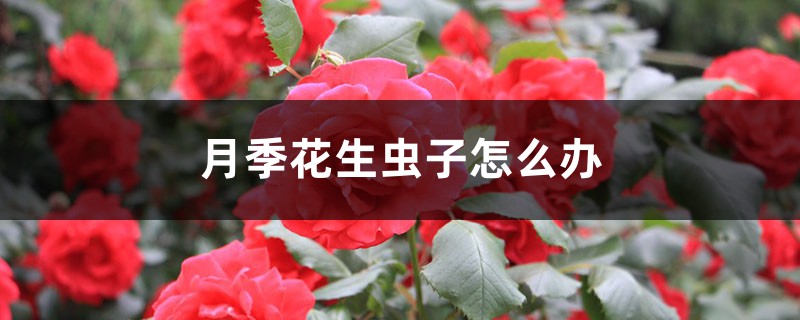 月季花生蟲子怎么辦