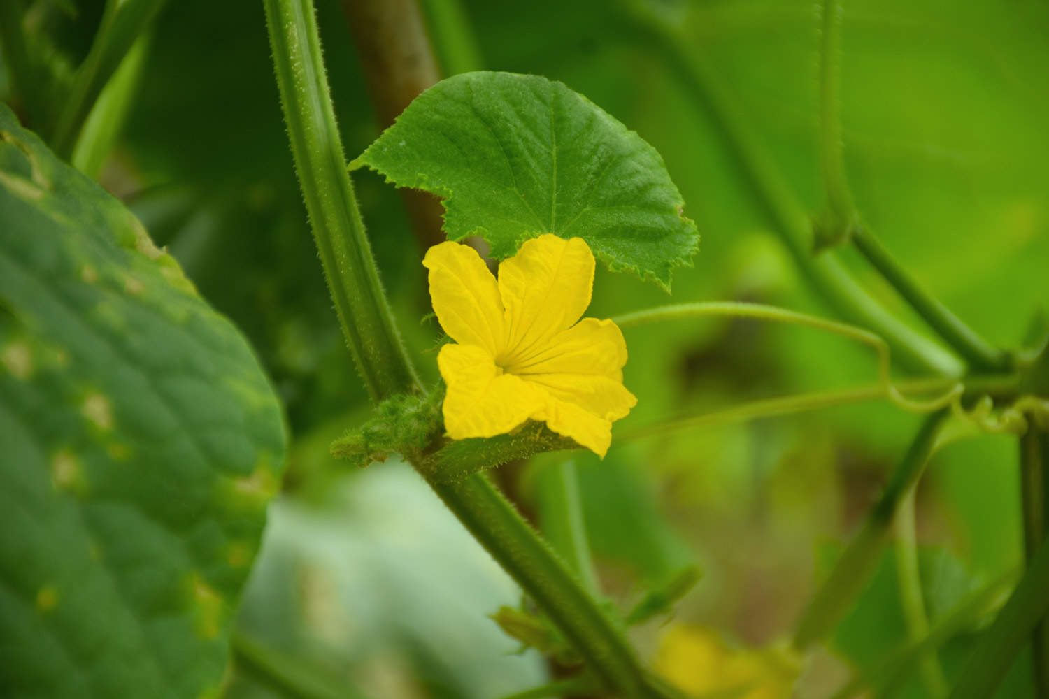 黃瓜花