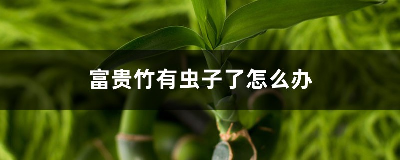 富貴竹有蟲子了怎么辦，生蟲可以用多菌靈嗎