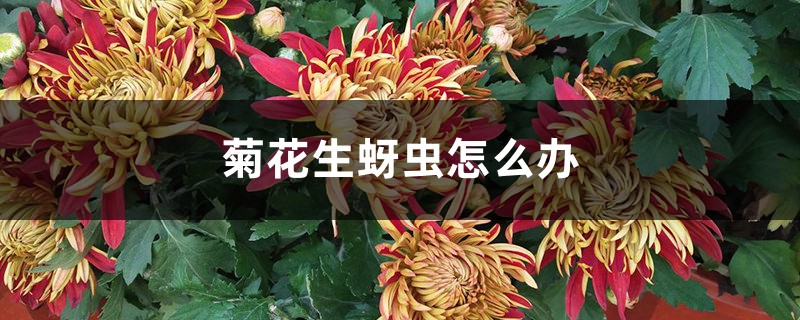 菊花生蚜蟲(chóng)怎么辦