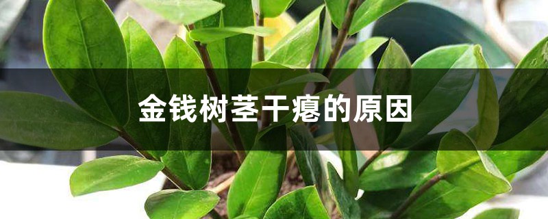 金錢樹莖干癟的原因，莖皺能恢復(fù)嗎