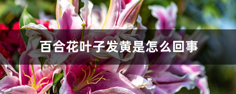 百合花葉子發(fā)黃是怎么回事，怎么救