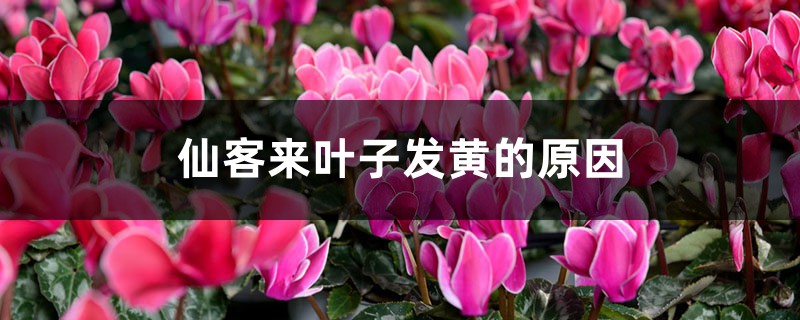 仙客來葉子發(fā)黃的原因，葉子發(fā)黃急救