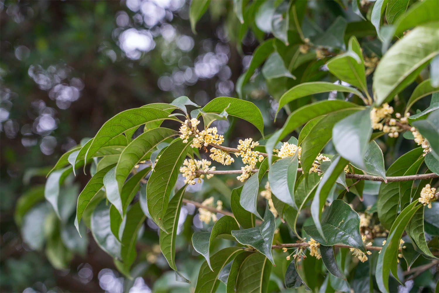 桂花樹(shù)