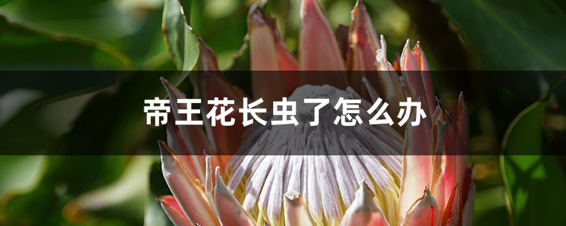 帝王花長(zhǎng)蟲(chóng)了怎么辦