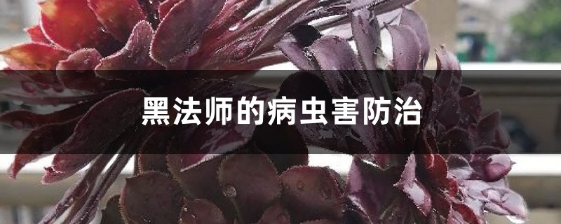 黑法師的病蟲害防治