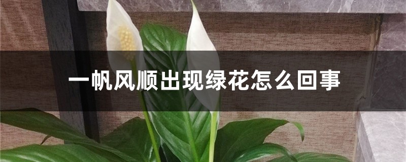 一帆風(fēng)順出現(xiàn)綠花怎么回事，怎么處理