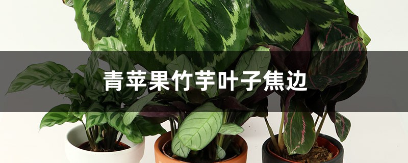 青蘋果竹芋葉子焦邊怎么辦