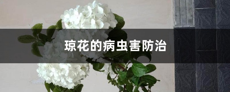 瓊花的病蟲害防治