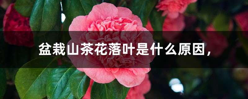 盆栽山茶花落葉是什么原因，什么時(shí)候開(kāi)花