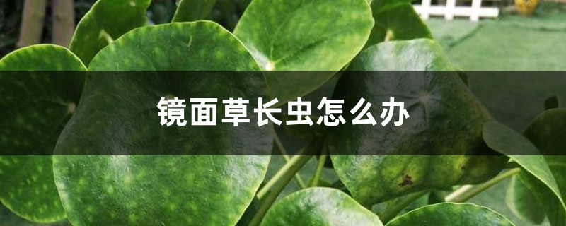 鏡面草長(zhǎng)蟲(chóng)怎么辦