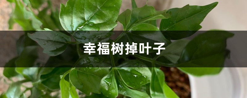 幸福樹掉葉子是什么原因，怎么挽救