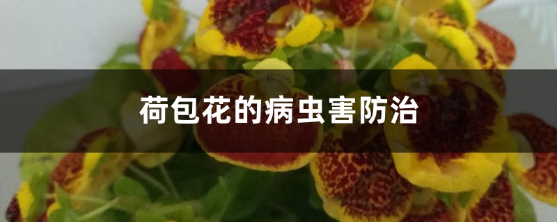 荷包花的病蟲(chóng)害防治