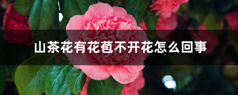 山茶花有花苞不開花怎么回事，有花苞時怎樣施肥和管理