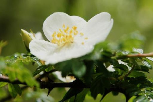 峨眉薔薇的病蟲害防治