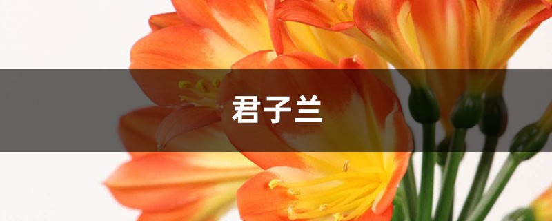 爛根的多肉君子蘭，隨手扔水里，竟然長(zhǎng)瘋了！