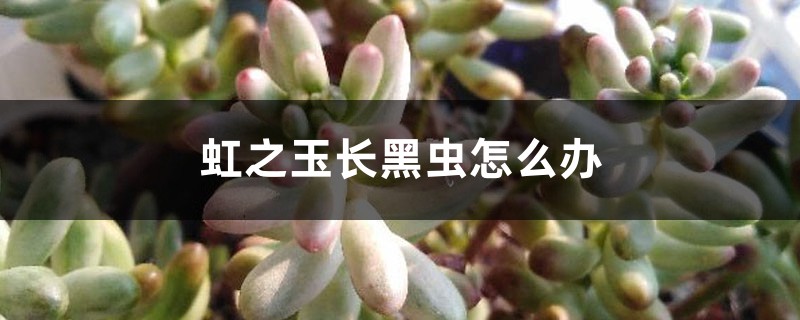 虹之玉長黑蟲怎么辦