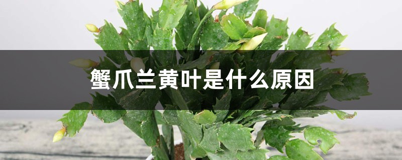 蟹爪蘭黃葉是什么原因，用什么補(bǔ)救