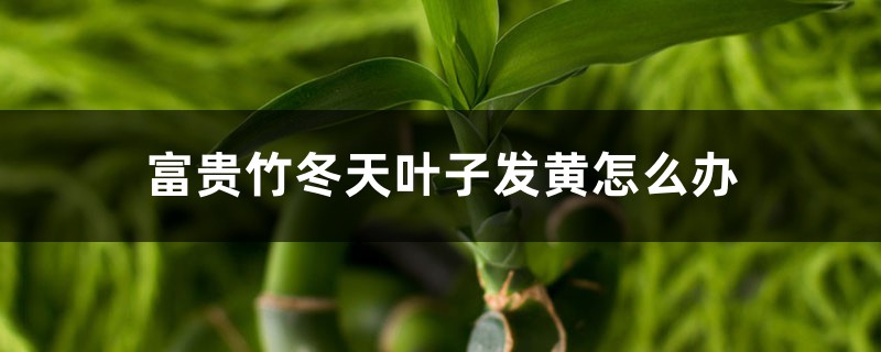 富貴竹冬天葉子發(fā)黃怎么辦