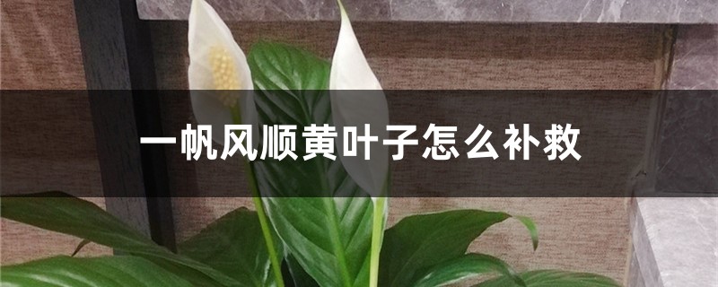 一帆風(fēng)順黃葉子怎么補(bǔ)救，黃葉的原因