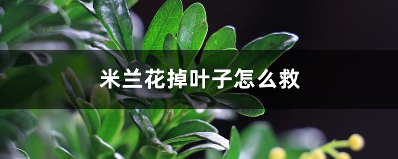 米蘭花掉葉子怎么救