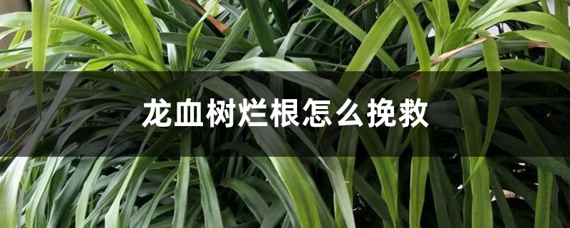 龍血樹(shù)爛根怎么挽救