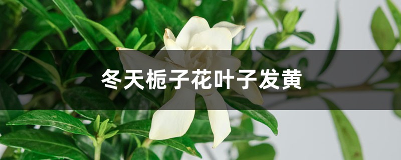 冬天梔子花葉子發(fā)黃