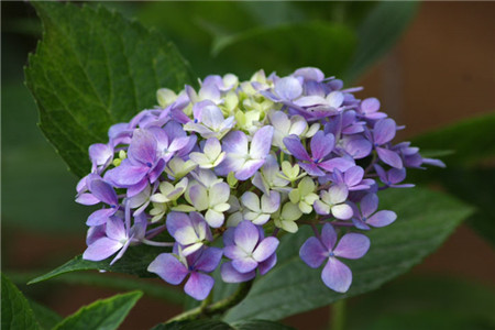 繡球花