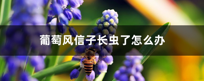 葡萄風(fēng)信子長(zhǎng)蟲(chóng)了怎么辦