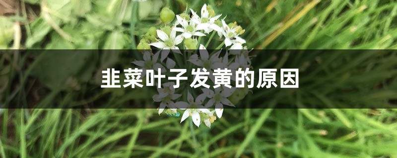 韭菜葉子發(fā)黃的原因，韭菜葉子發(fā)紅還能吃嗎