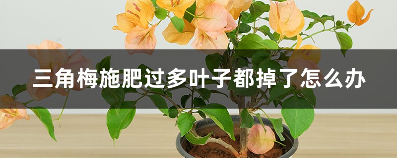 三角梅施肥過(guò)多葉子都掉了怎么辦，葉子發(fā)黃一碰就掉的原因及解決方法