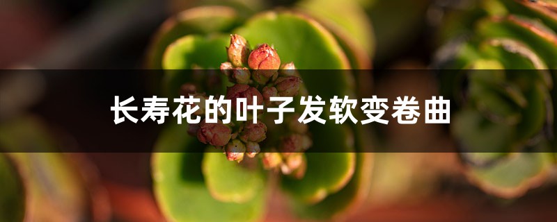 長壽花的葉子發(fā)軟變卷曲，修剪方法圖解