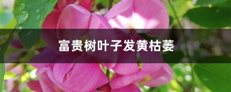 富貴樹葉子發(fā)黃枯萎