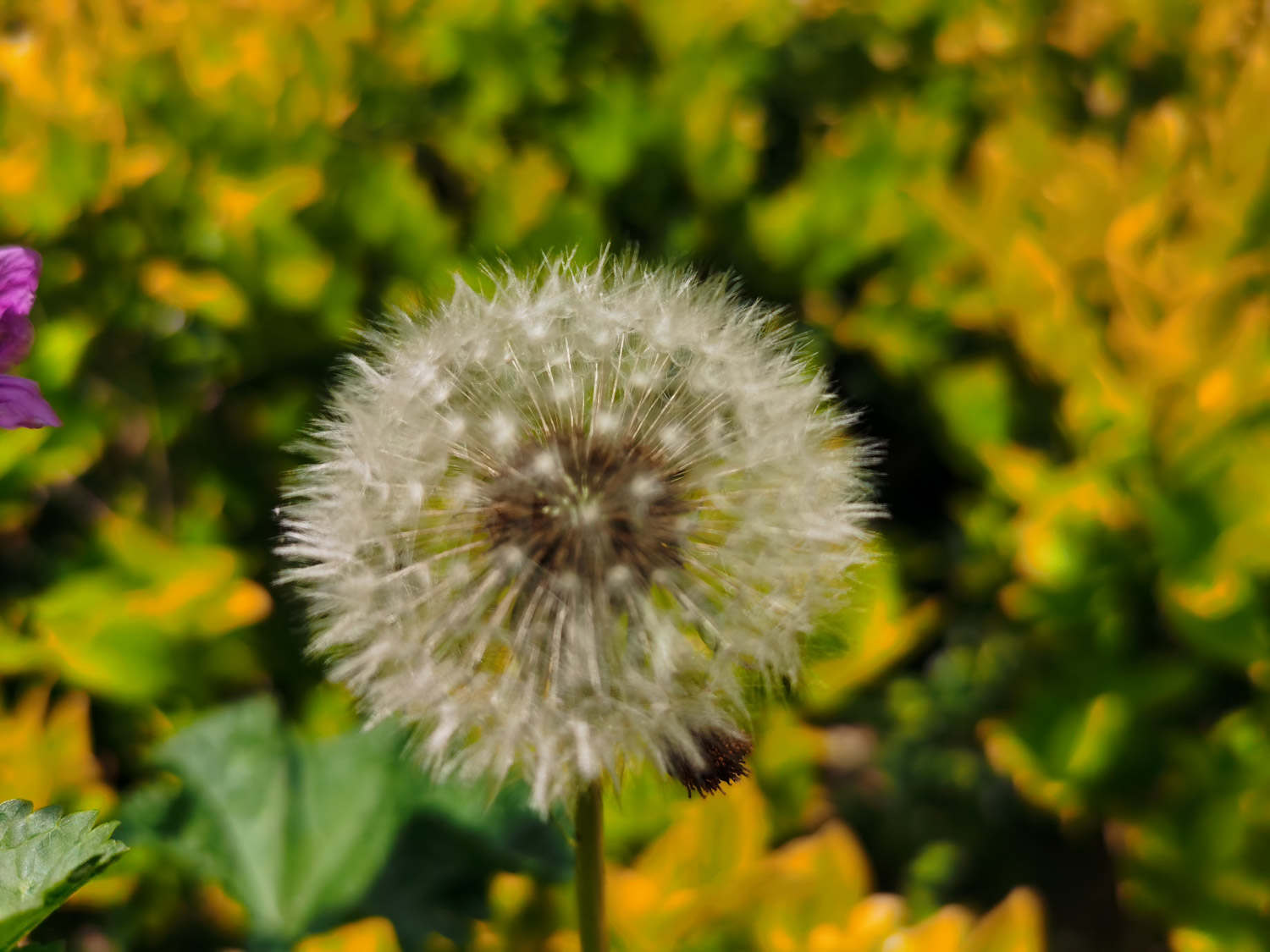 六安適合養(yǎng)什么花，市花和市樹(shù)是什么