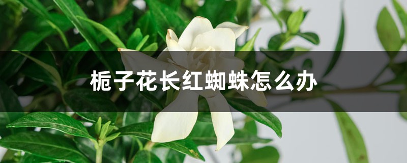 梔子花長(zhǎng)紅蜘蛛怎么辦