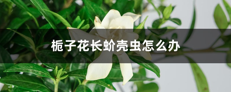 梔子花長蚧殼蟲怎么辦